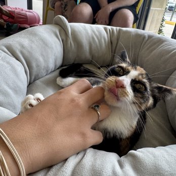 Cattyshack Cat Cafe - Themed Cafes Near Me - Fort Myers, Florida