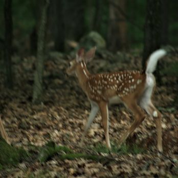 Mountain Vista Campground - Campgrounds Near Me - East Stroudsburg, Pennsylvania