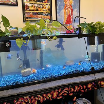 Aj's Aquatic Solutions - 65 gallon - Aquarium Services Near Me Aj's Aquatic Solutions - 65 gallon - Aquarium Services Near Me
