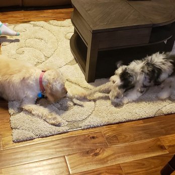 Furrylicious - Play time with big sister. - Pet Stores Near Me - Whitehouse Station, New Jersey