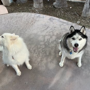 A L Animal Care - Posing or being a brat. - Pet Groomers Near Me - Poway, California A L Animal Care - Posing or being a brat. - Pet Groomers Near Me - Poway, California