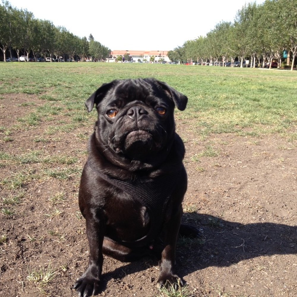 Ninja the Pug! Ninja the Pug!