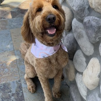VIP DOGS Fast Grooming - Penny with a new cute bandanna - Pet Groomers Near Me