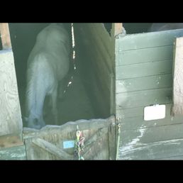 Multiple horses showed signs of severe cribbing.
