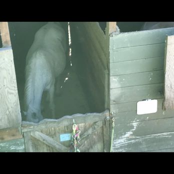 Mone Farms and Training Center - Multiple horses showed signs of severe cribbing. - Horseback Riding Near Me - Snohomish, Washington