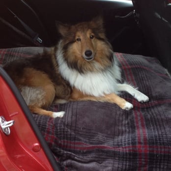 Kittery Animal Hospital - Thank you for helping me. Hidalgo - Veterinarians Near Me - Kittery, Maine Kittery Animal Hospital - Thank you for helping me. Hidalgo - Veterinarians Near Me - Kittery, Maine
