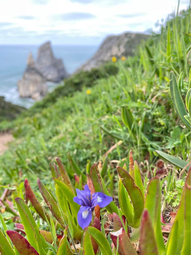 Praia da Ursa