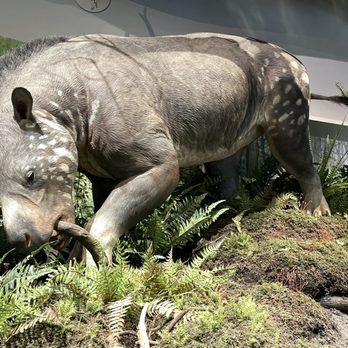 Royal Tyrrell Museum - Museums Near Me - Drumheller, Alberta Royal Tyrrell Museum - Museums Near Me - Drumheller, Alberta