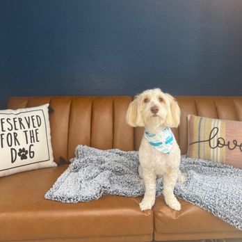 Sharp Dressed Pets Grooming - Charlie freshly groomed - Pet Groomers Near Me - El Cajon, California Sharp Dressed Pets Grooming - Charlie freshly groomed - Pet Groomers Near Me - El Cajon, California