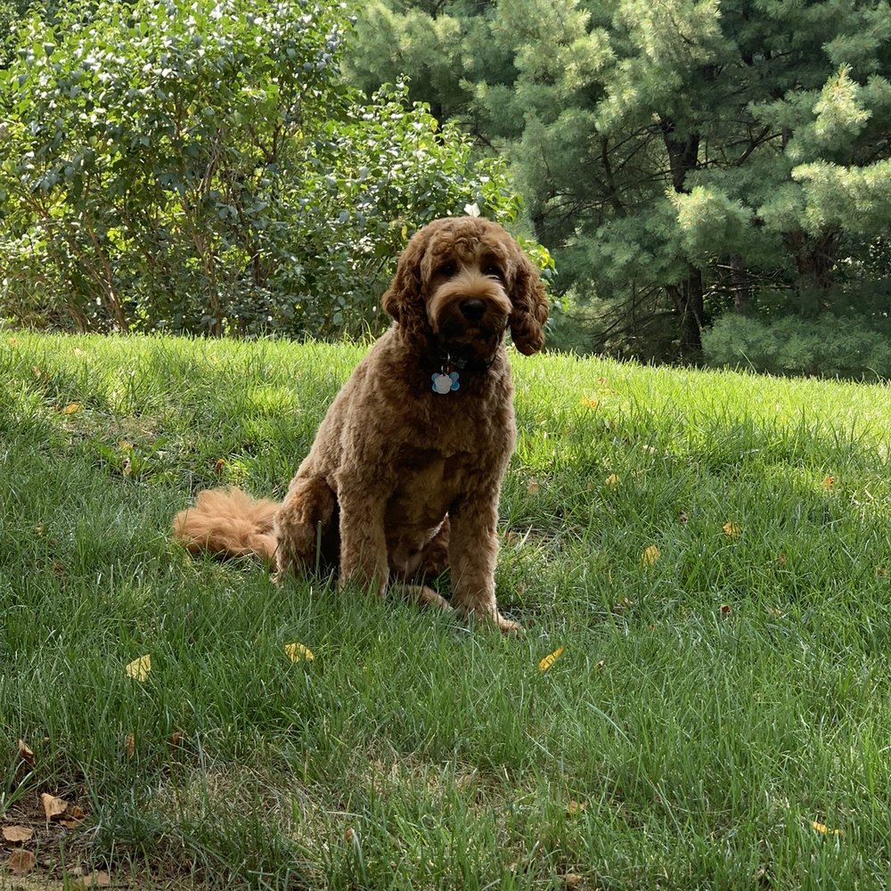 My handsome boy smelling and looking great! My handsome boy smelling and looking great!