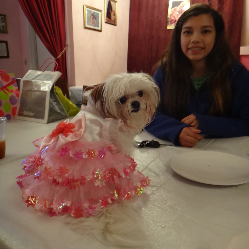 The Dining Dog - JiJi is ready for her party!!! - Pet Services Near Me The Dining Dog - JiJi is ready for her party!!! - Pet Services Near Me
