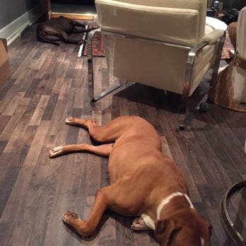 Boxer Rescue LA. - Pet Adoption Near Me - Encino, California