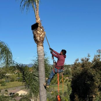 M & M Tree Service And Landscaping - Tree Services Near Me - Fallbrook, California M & M Tree Service And Landscaping - Tree Services Near Me - Fallbrook, California