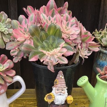 MiMi Nursery - Pink witch - Nurseries & Gardening Near Me - Garden Grove, California MiMi Nursery - Pink witch - Nurseries & Gardening Near Me - Garden Grove, California
