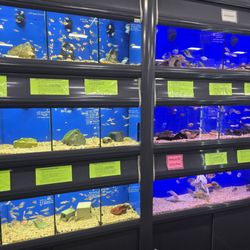 Carters Pet Mart Inc - Fish section