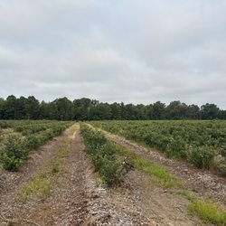 Sodini Blueberries - U pick blueberries!!
