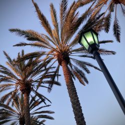 Eastvale Gateway - Outdoor food-court area has a nice atmosphere, Date-Palms always add the right look.