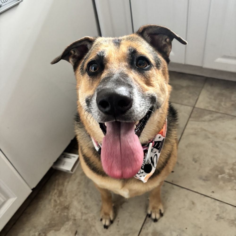PetSmart - Happy Bella, when she's all clean. - Pet Stores Near Me - Vacaville, California PetSmart - Happy Bella, when she's all clean. - Pet Stores Near Me - Vacaville, California