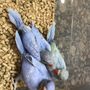 Texas Pride Aviary