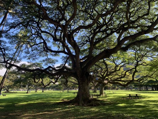 Kapiʻolani Regional Park by null