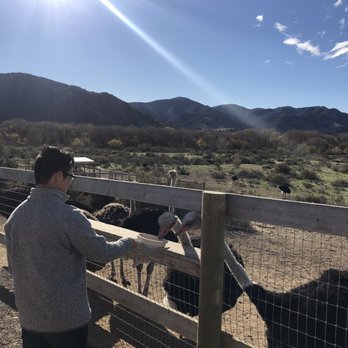 Ostrichland USA - Attraction Farms Near Me - Solvang, California