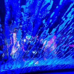 Soapy Shark Car Wash - Car wash (inside)