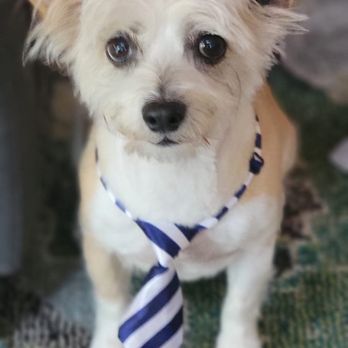 Ruff House Pet Salon - After haircut - Pet Groomers Near Me - Twain Harte, California