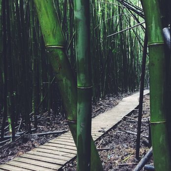 Pipiwai Trail - Bamboo - Hiking Near Me - Hana,, Hawaii