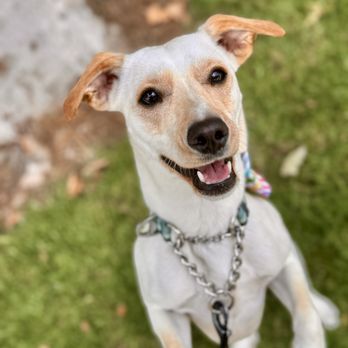 Rockstar Pet Care - Dog Walkers Near Me Rockstar Pet Care - Dog Walkers Near Me