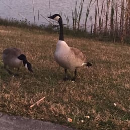 These geese walked up to me. So I snapped some quick photos. These geese walked up to me. So I snapped some quick photos.