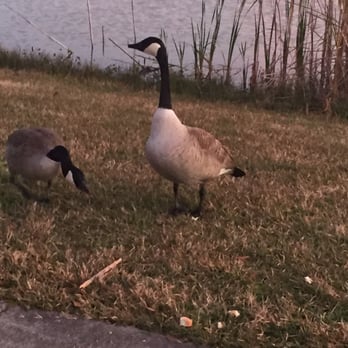 Lakeside RV Resort - These geese walked up to me. So I snapped some quick photos. - RV Parks Near Me - Livingston, Louisiana Lakeside RV Resort - These geese walked up to me. So I snapped some quick photos. - RV Parks Near Me - Livingston, Louisiana