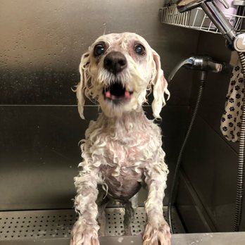 Rita's Dog Services - Max getting a bath - Pet Groomers Near Me - Northridge, California Rita's Dog Services - Max getting a bath - Pet Groomers Near Me - Northridge, California