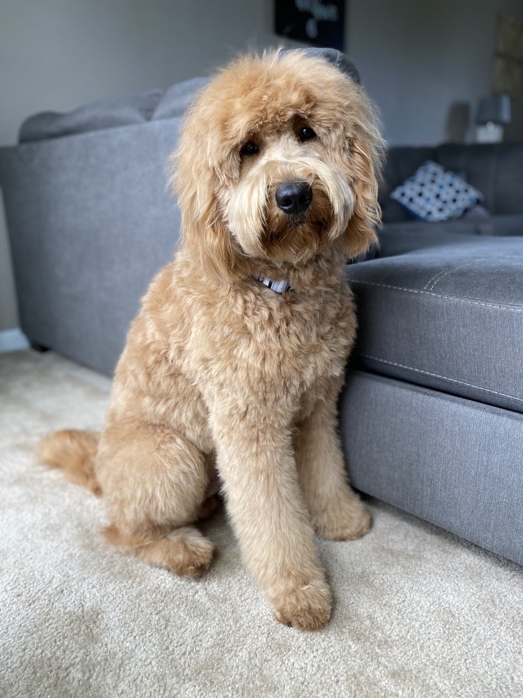 BAD DOG SPA & RETAIL Updated June 2024 15 Photos 3071 County