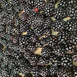 Cordes Berry Farm - Blackberries