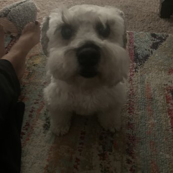Groomingdales - Horrible cut - Pet Groomers Near Me - Las Vegas, Nevada