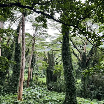 Mānoa Falls Trail - Deep in the jungle! - Hiking Near Me - Honolulu, Hawaii