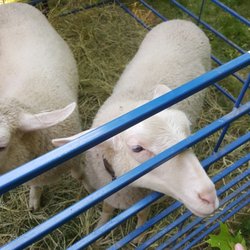 Montclair History Center - Lambs