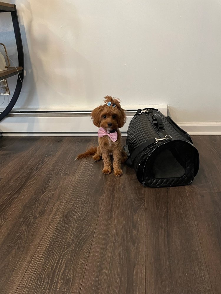 PRECIOUS PAWPRINTS Updated August 2024 27 Photos & 19 Reviews 395