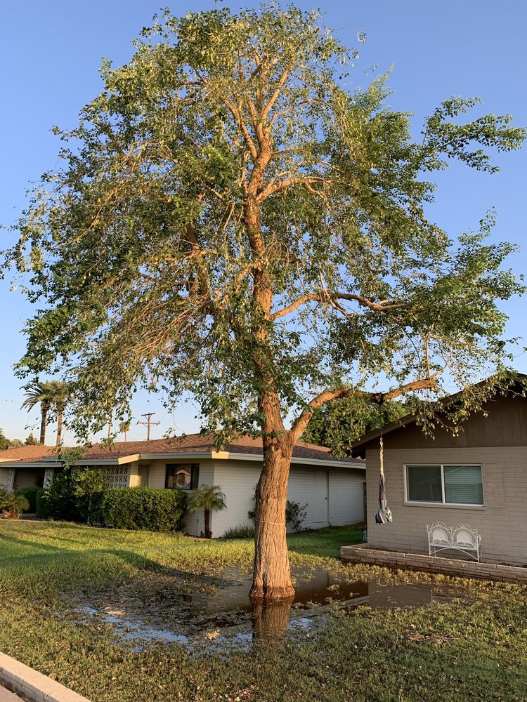 Mejia's Tree Triming Service - tree service in Mesa, AZ