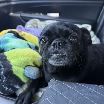 Baja Paws Rescue - Animal Shelters Near Me
