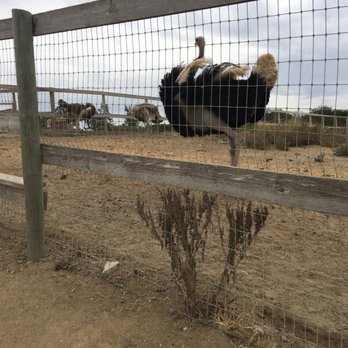 Ostrichland USA - One of Ostrichland USA's ostriches. - Attraction Farms Near Me - Solvang, California