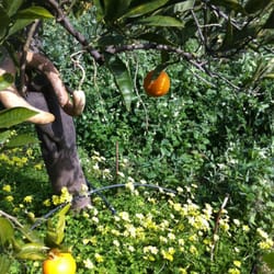 Azienda Agrituristica Orange Park - Orange and lemon trees