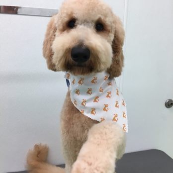 Citydog! Club - They send the cutest pics every appointment! - Pet Sitting Near Me - Addison, Texas