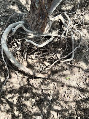 Civano Nursery - Retail Location by null