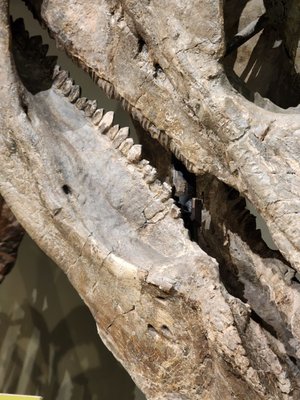 Sam Noble Oklahoma Museum of Natural History by null