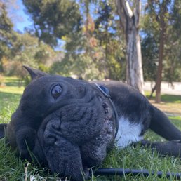 Tired pup after our 2nd training session! (Behavior Modification - possessive & nervous aggression)