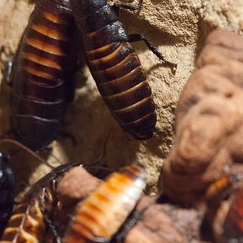 Facility Pest Control - Oriental cockroaches call 818-521-6892 pest control Calabasas - Pest Control Near Me - Reseda, California Facility Pest Control - Oriental cockroaches call 818-521-6892 pest control Calabasas - Pest Control Near Me - Reseda, California