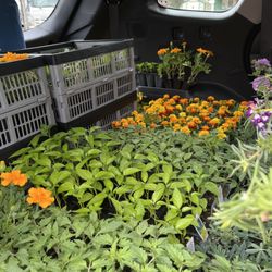 Urban Gardens