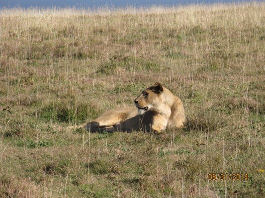 Thomson Safaris by null