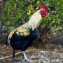 Photo of Laws of Nature Wildlife and Pest Management